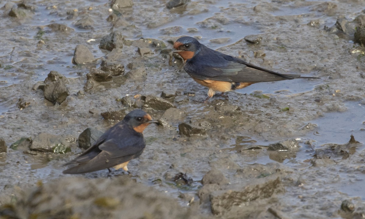 Barn Swallow - Heather Wolf