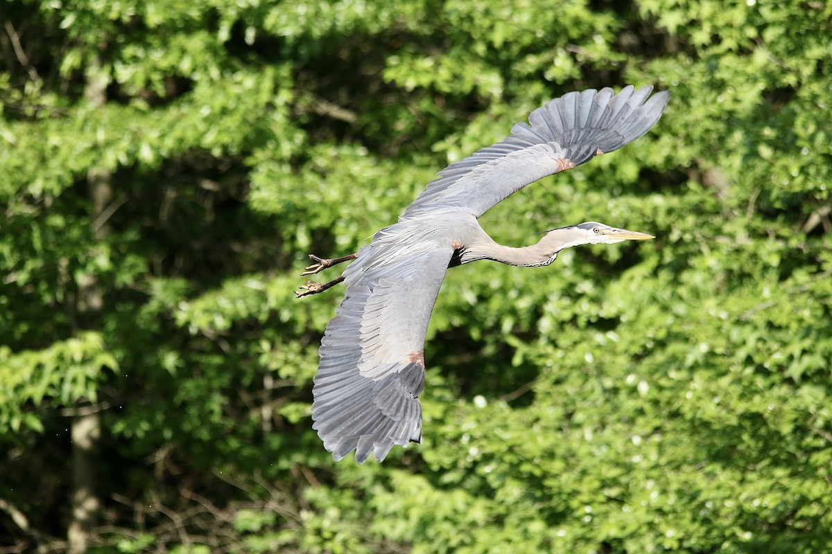 Great Blue Heron - Andy M