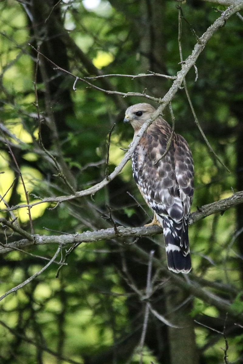 Red-shouldered Hawk - Andy M