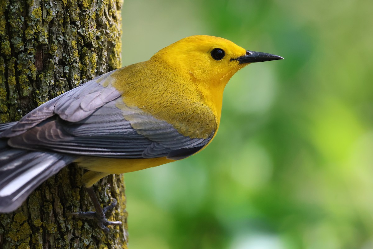 Prothonotary Warbler - Joanne Morrissey