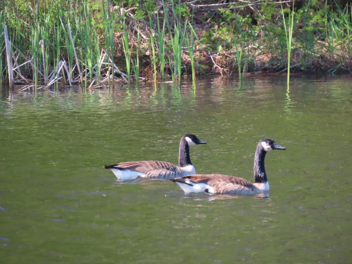 Canada Goose - ML619059468