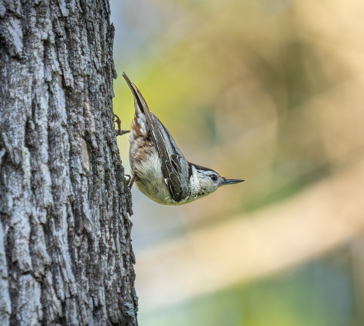 White-breasted Nuthatch - ML619059470