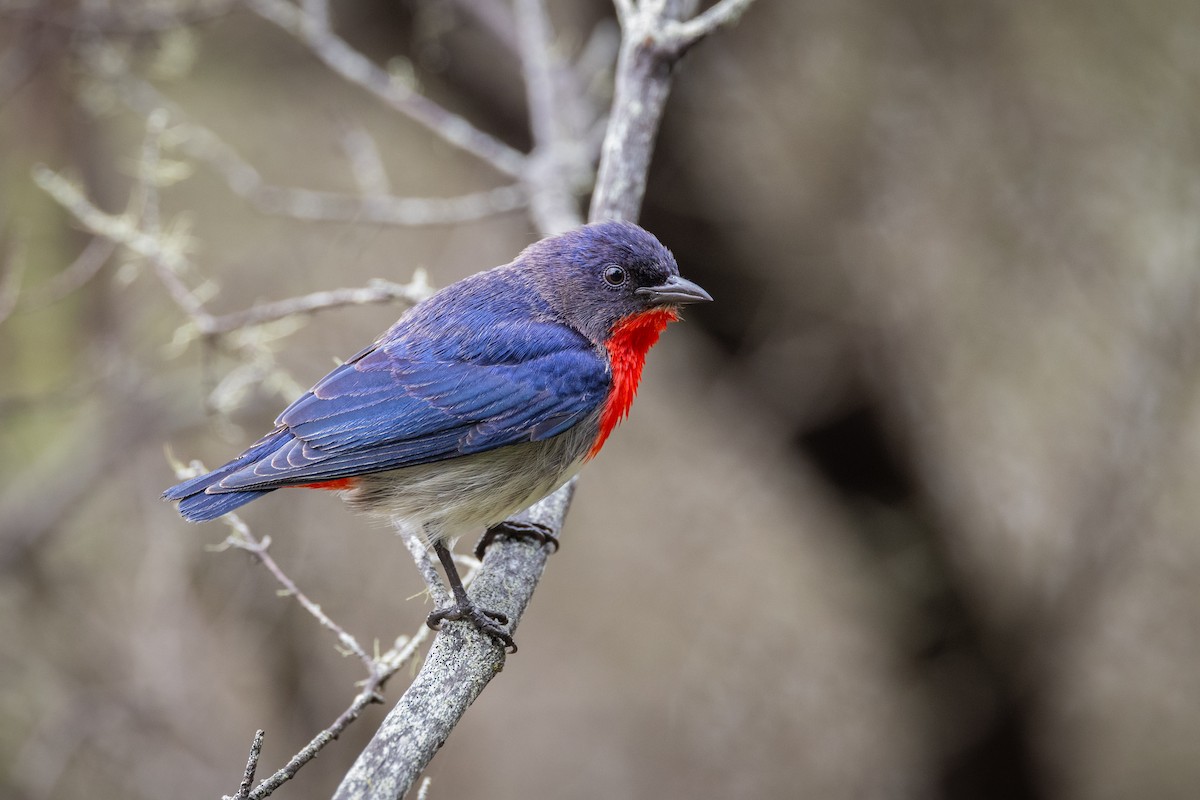 Mistletoebird - Nathan Bartlett