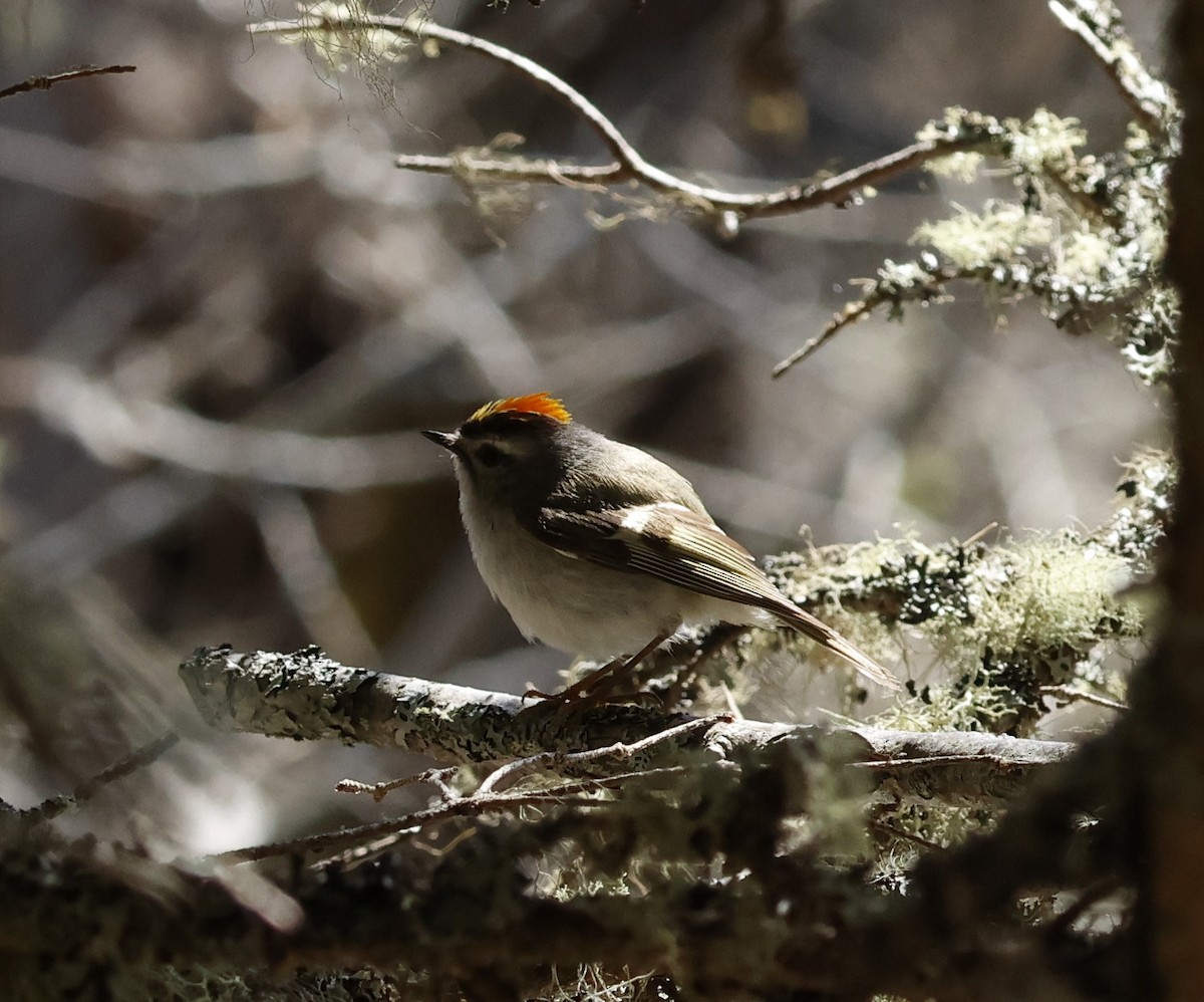 Golden-crowned Kinglet - Jean-Pierre Gagné