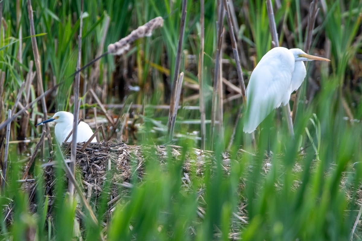 Snowy Egret - ML619059511