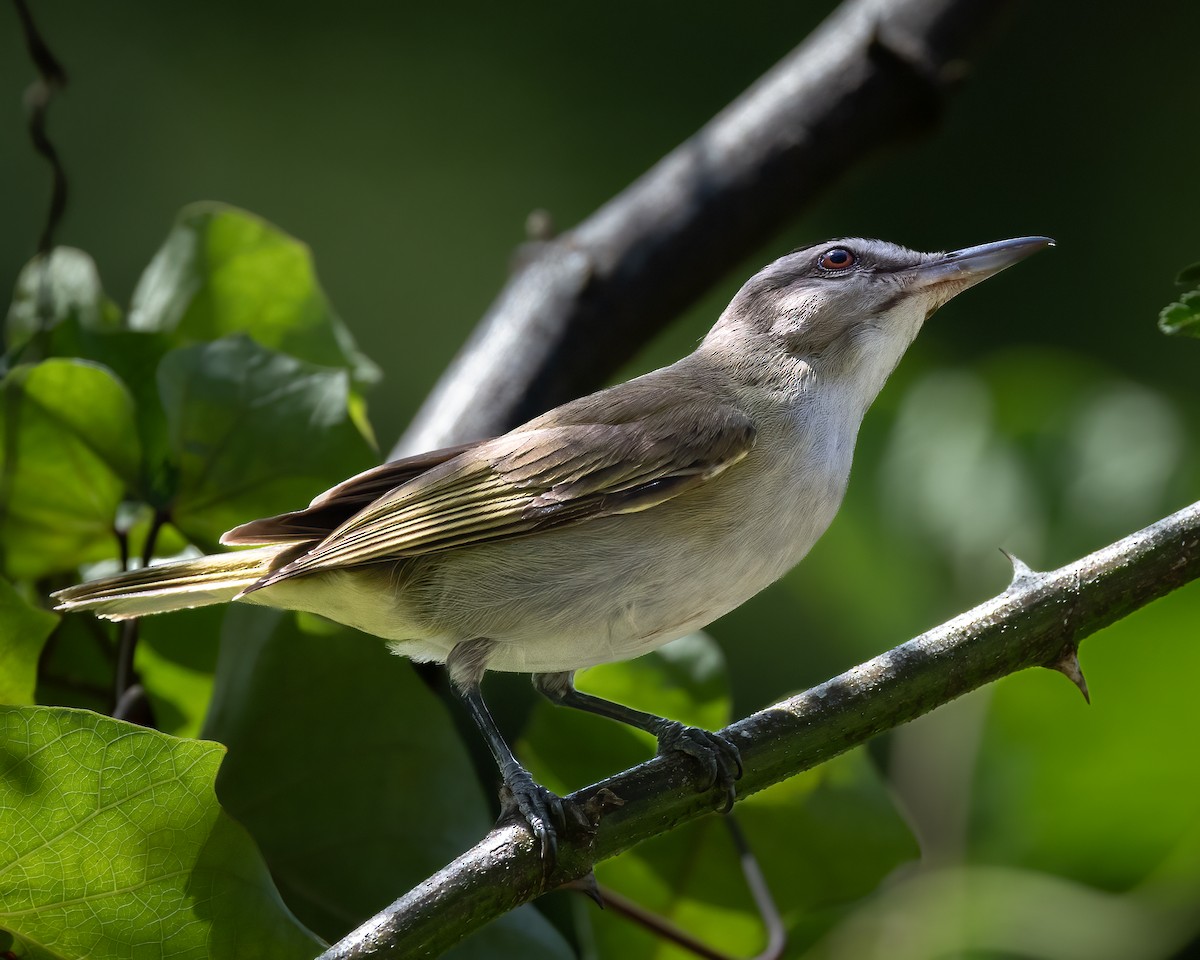 Black-whiskered Vireo - Kyle Cunningham