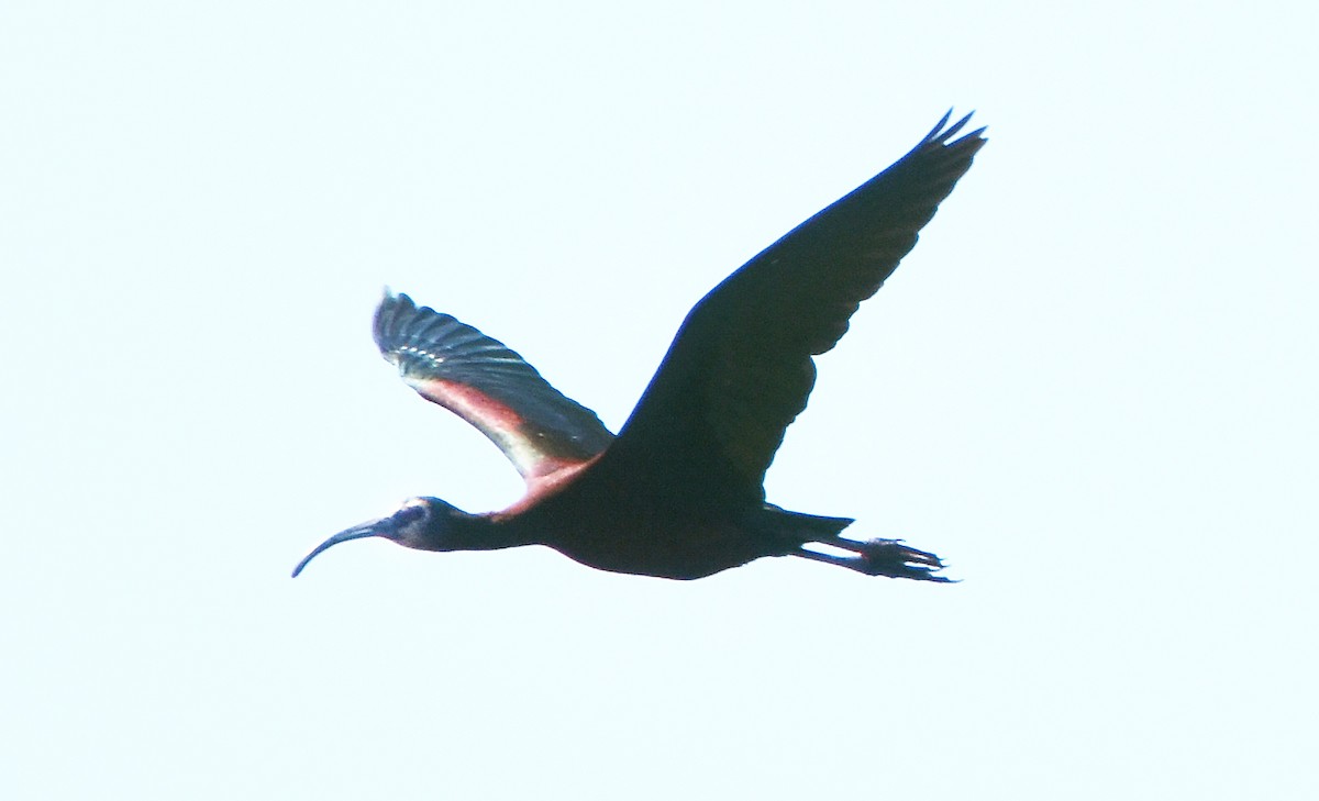 ibis americký - ML619059532