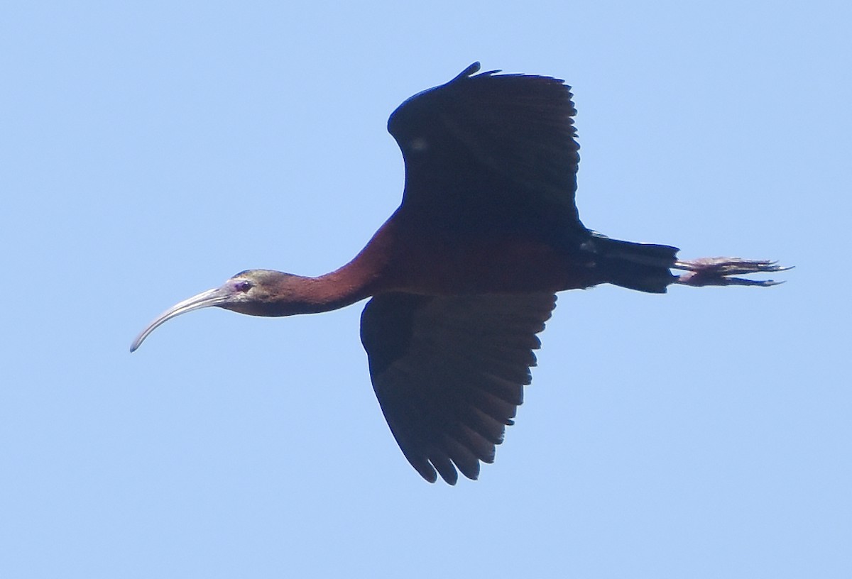 Glossy x White-faced Ibis (hybrid) - Erik Johnson