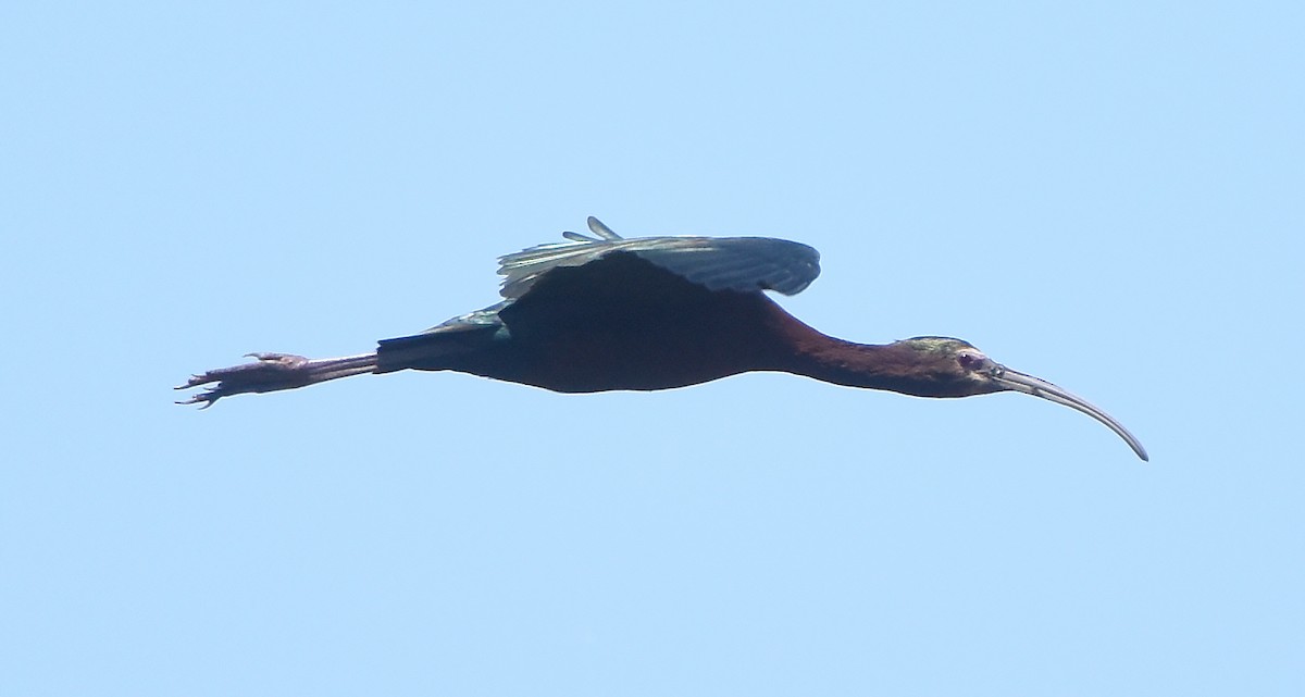 Glossy x White-faced Ibis (hybrid) - ML619059550