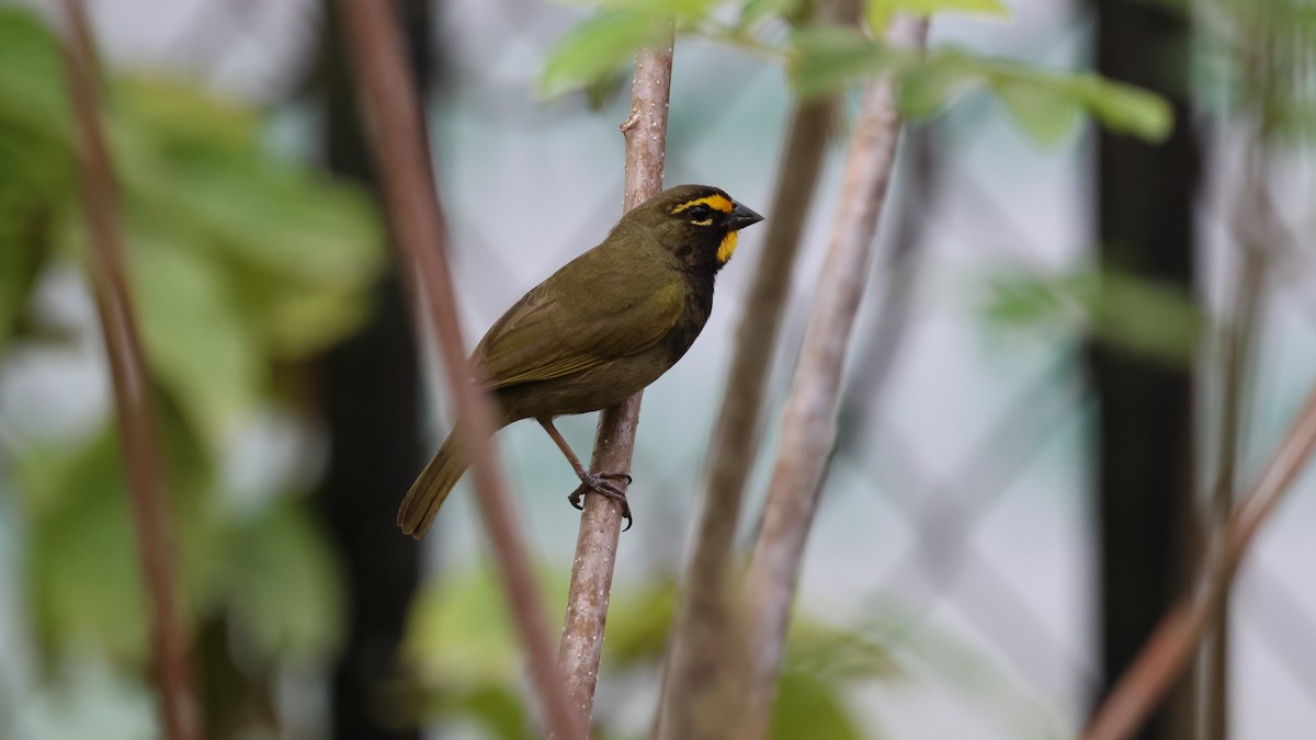 Yellow-faced Grassquit - Andy Bridges