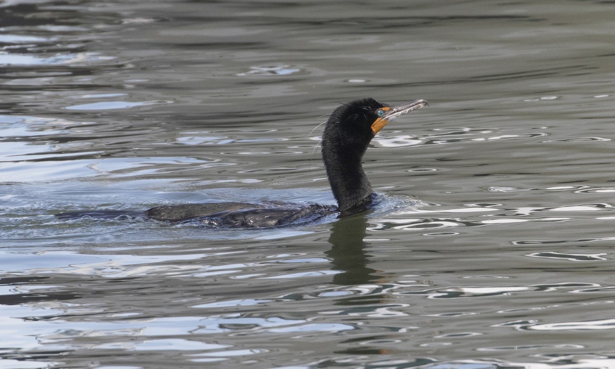 Double-crested Cormorant - Heather Wolf