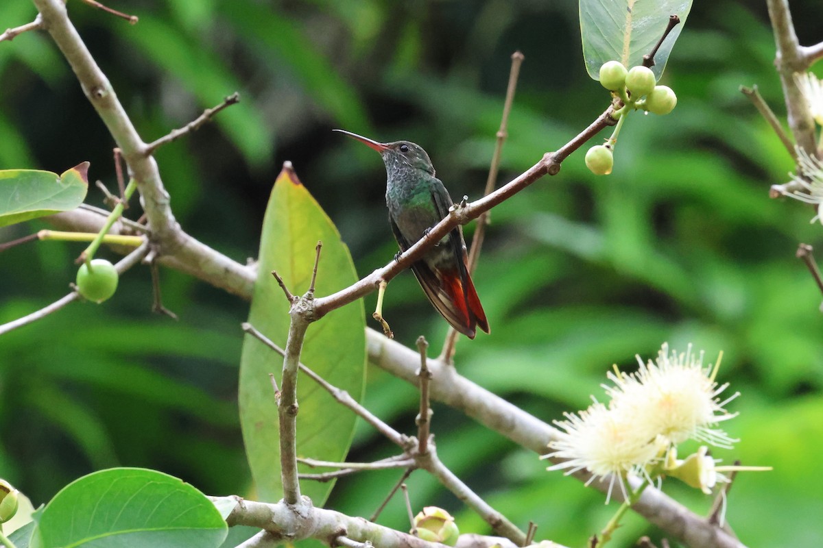 Rufous-tailed Hummingbird - ML619059582