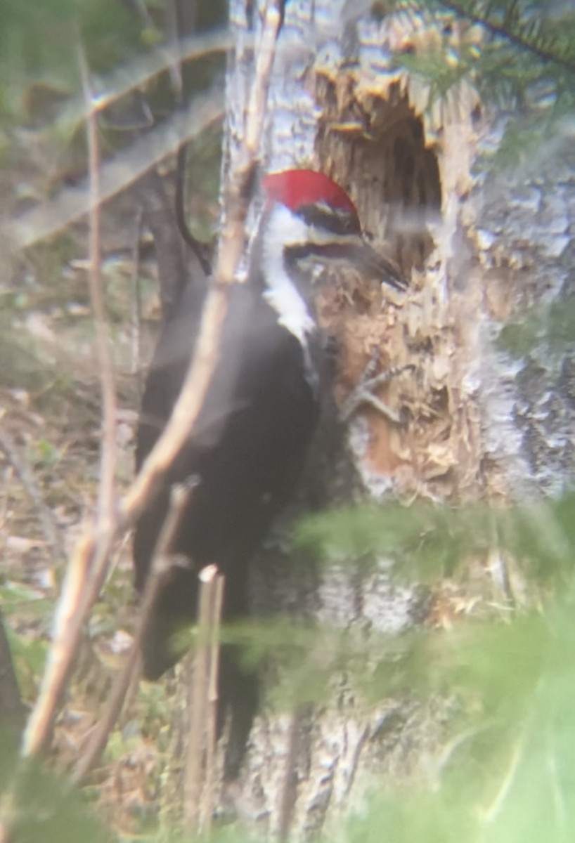 Pileated Woodpecker - ML619059601