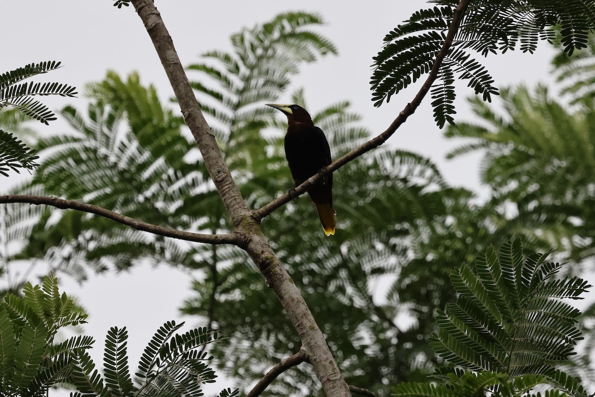 Chestnut-headed Oropendola - Andy Bridges