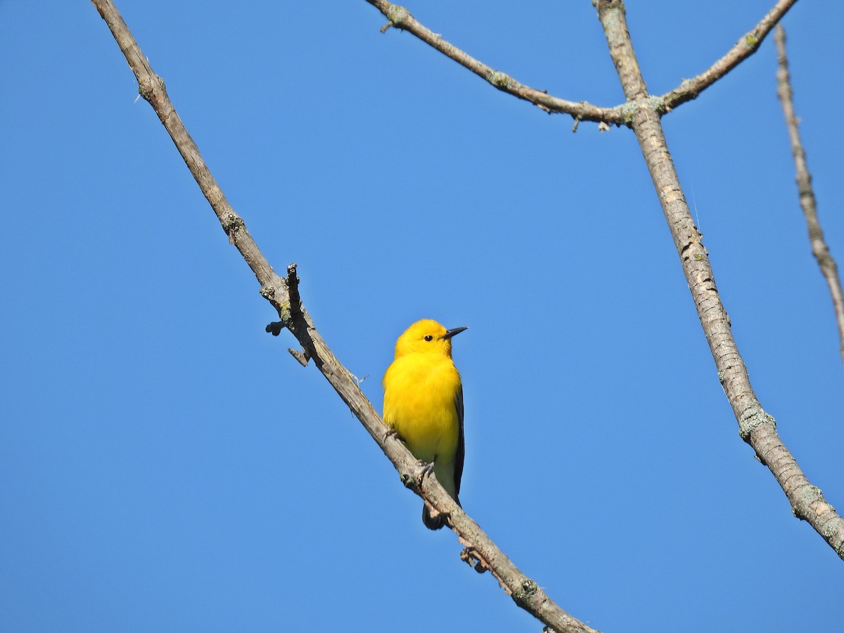 Prothonotary Warbler - Tom and/or Colleen Becker
