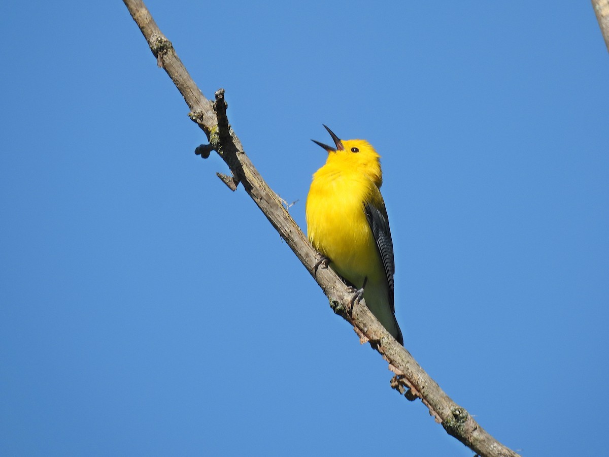 Prothonotary Warbler - Tom and/or Colleen Becker