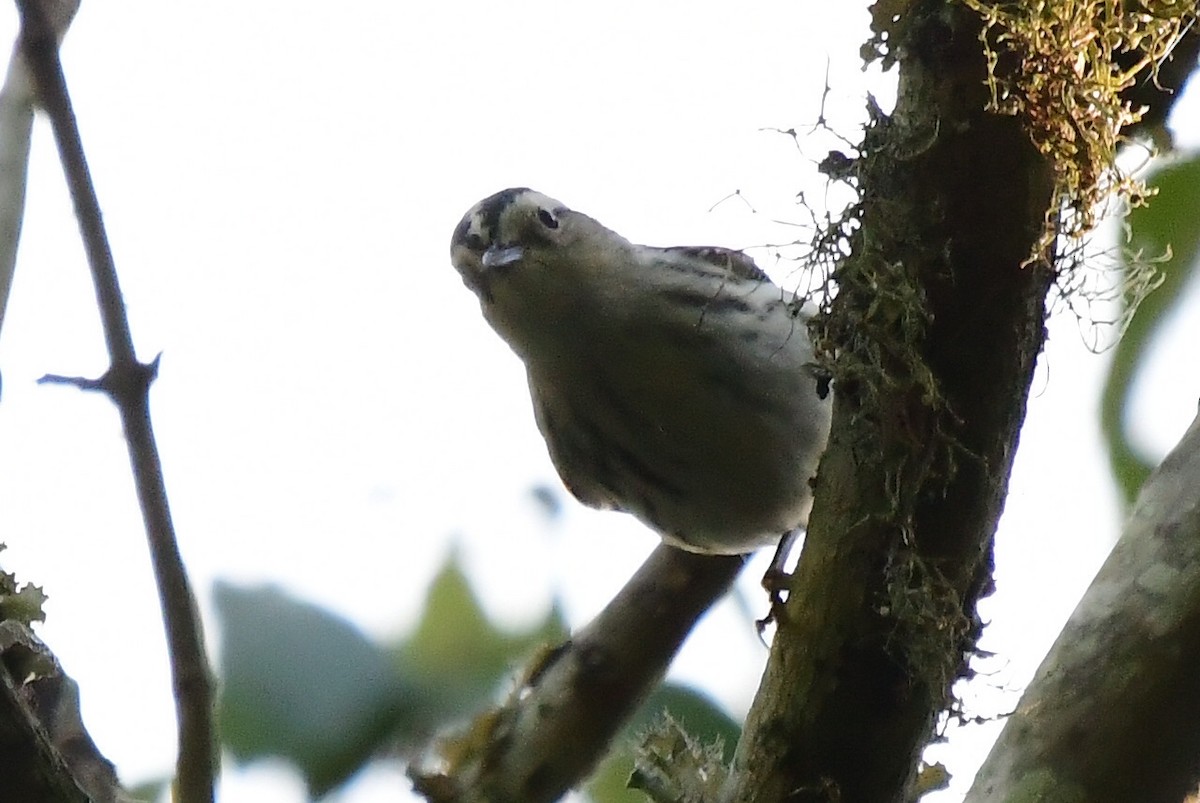 Black-and-white Warbler - Marc Bachman