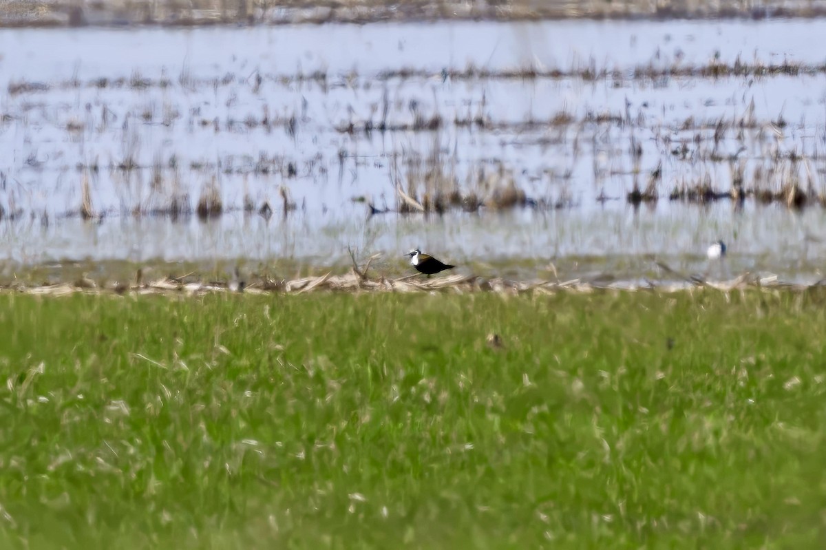 American Golden-Plover - ML619059648