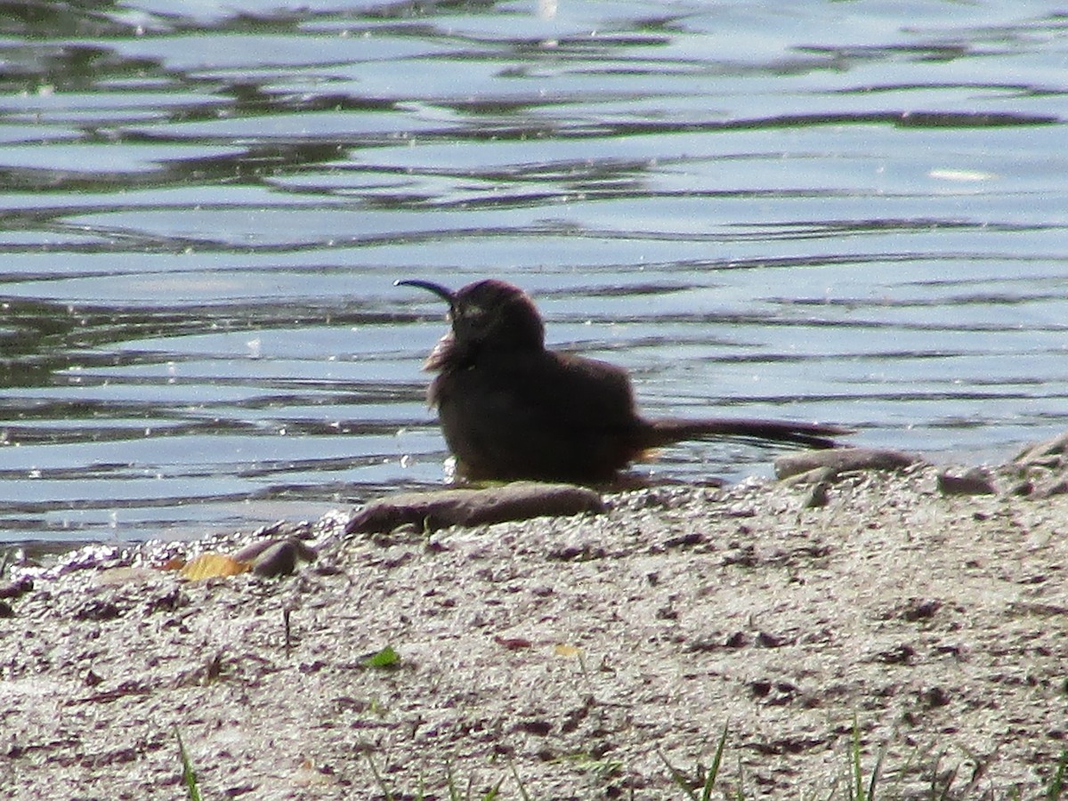 Curve-billed Thrasher - Felice  Lyons