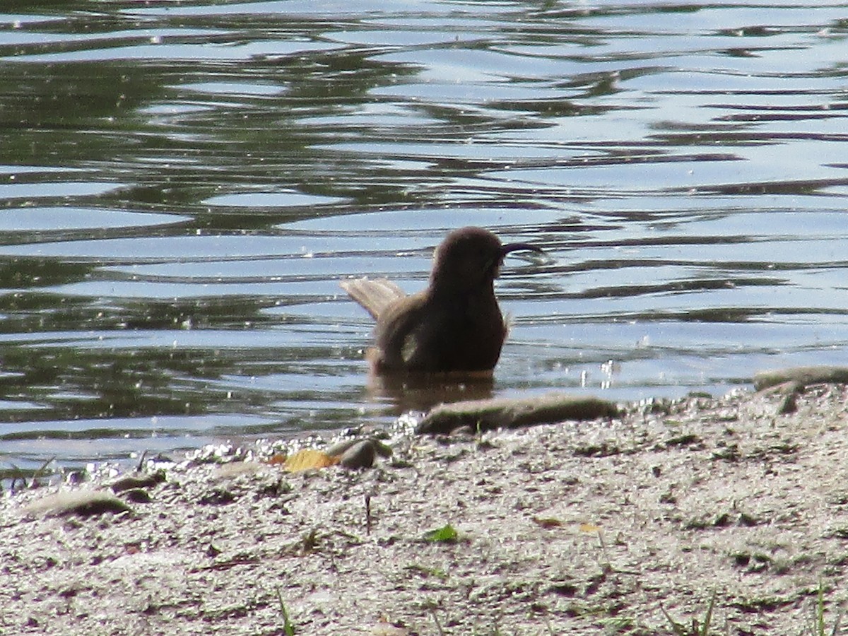 Curve-billed Thrasher - Felice  Lyons