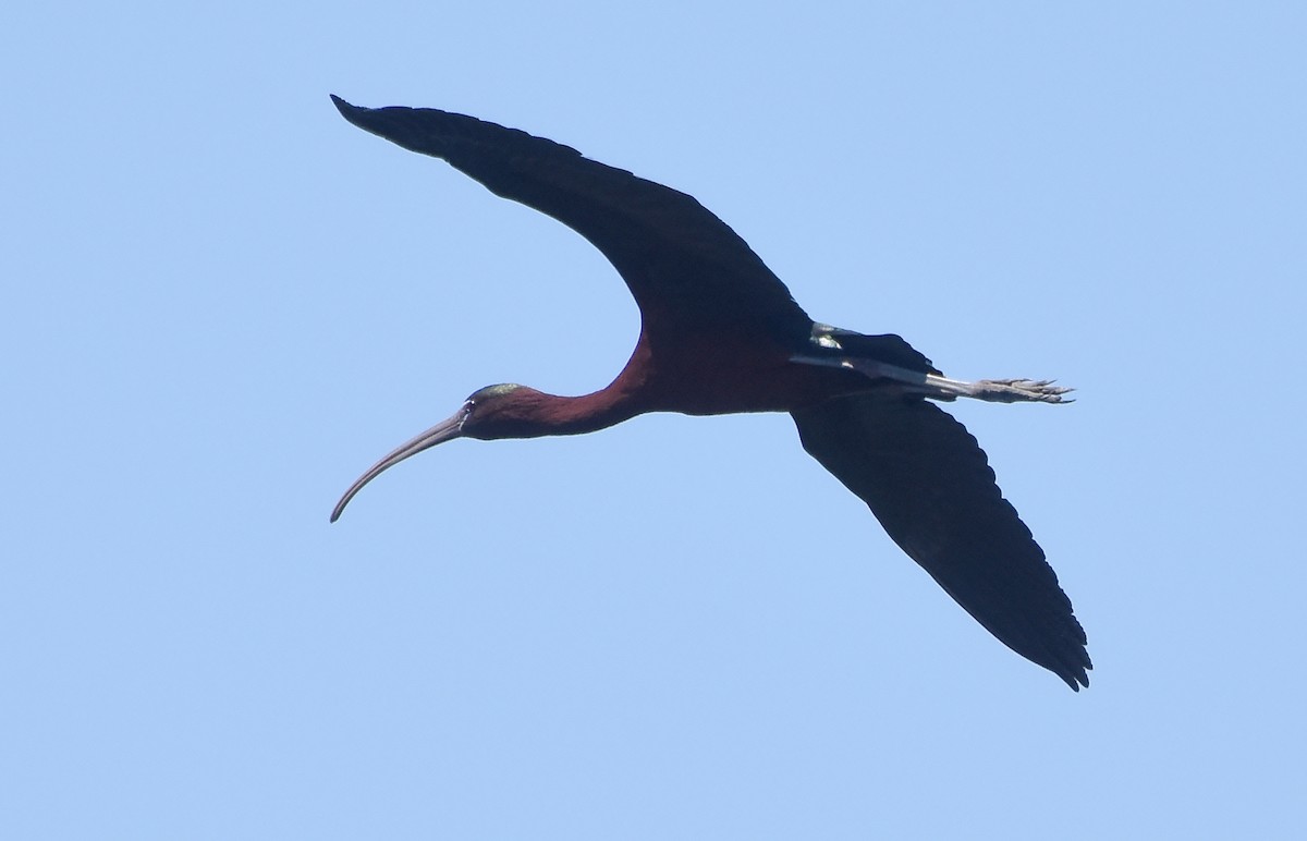 ibis hnědý - ML619059675