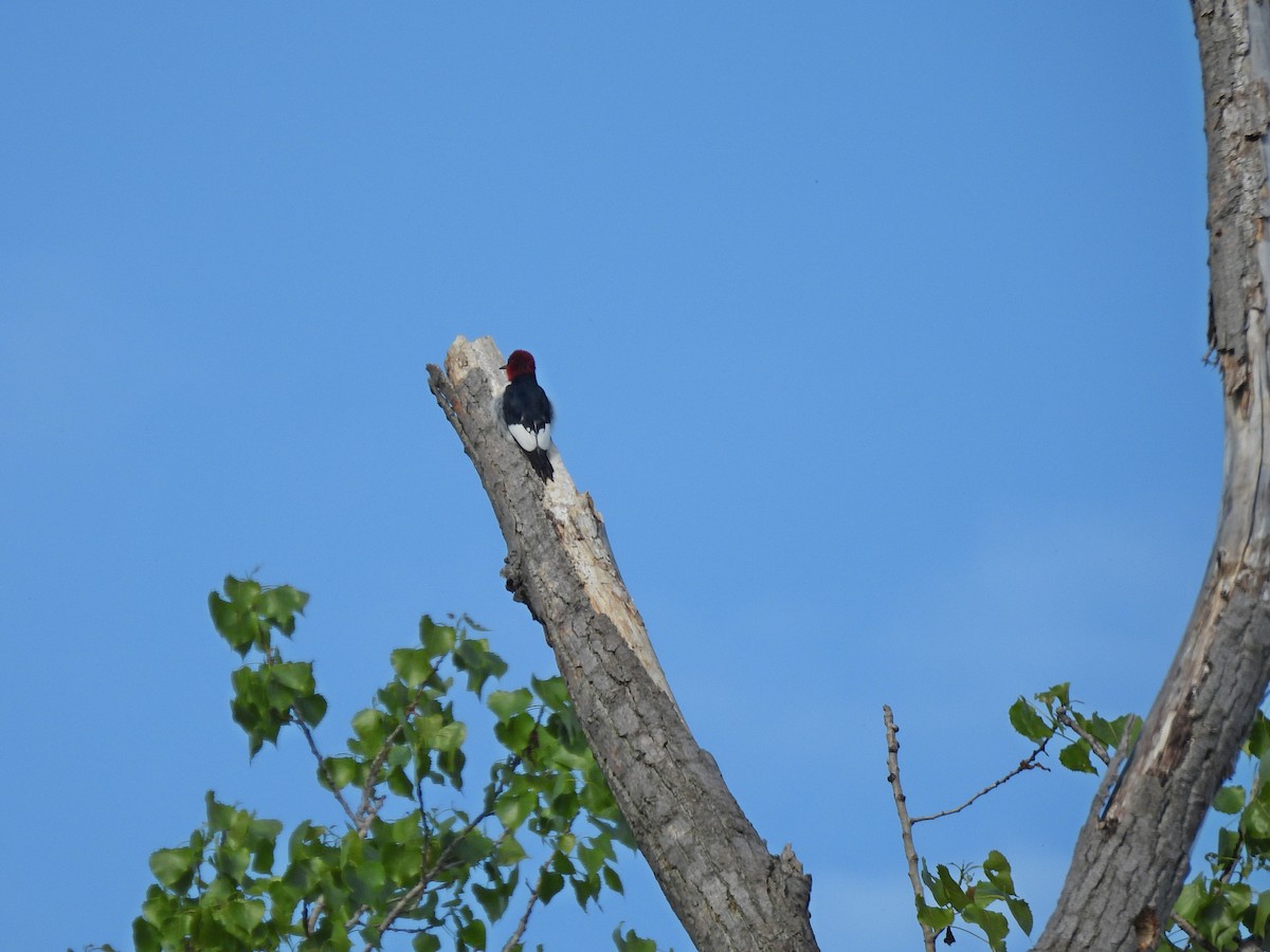 Red-headed Woodpecker - Tom and/or Colleen Becker