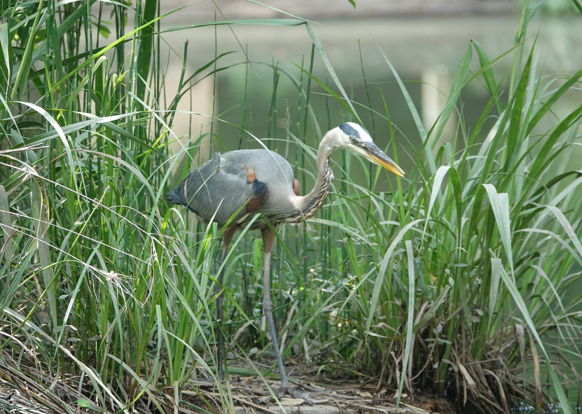 Great Blue Heron - ML619059715