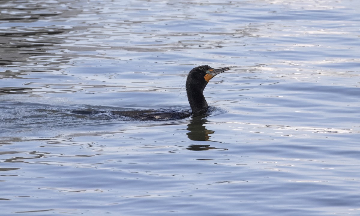 Double-crested Cormorant - Heather Wolf