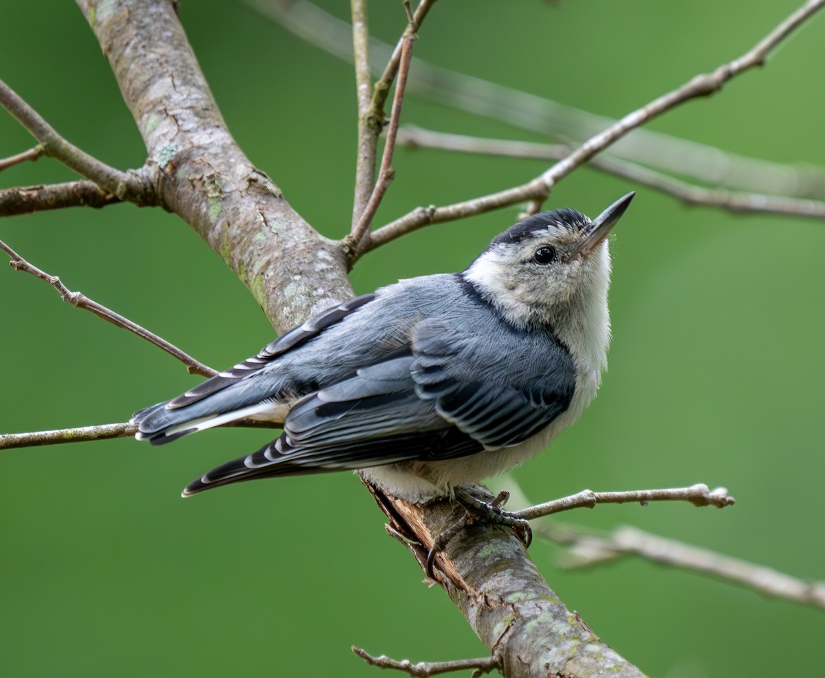 White-breasted Nuthatch - Jeremy Gresham