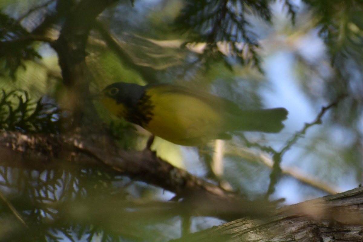 Canada Warbler - ML619059733