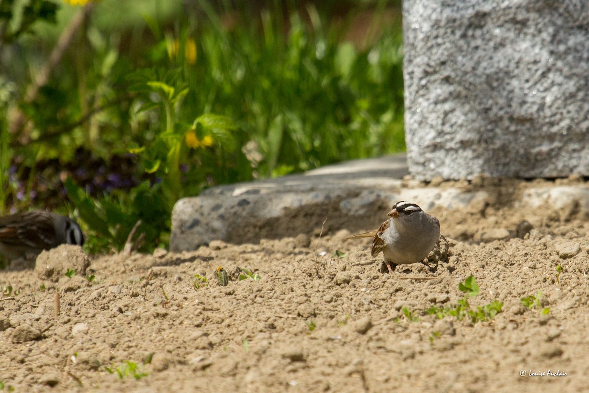 White-crowned Sparrow - Louise Auclair