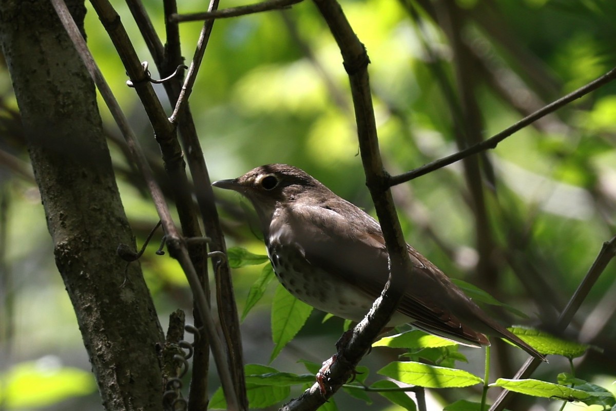 Swainson's Thrush - Glenda Jones