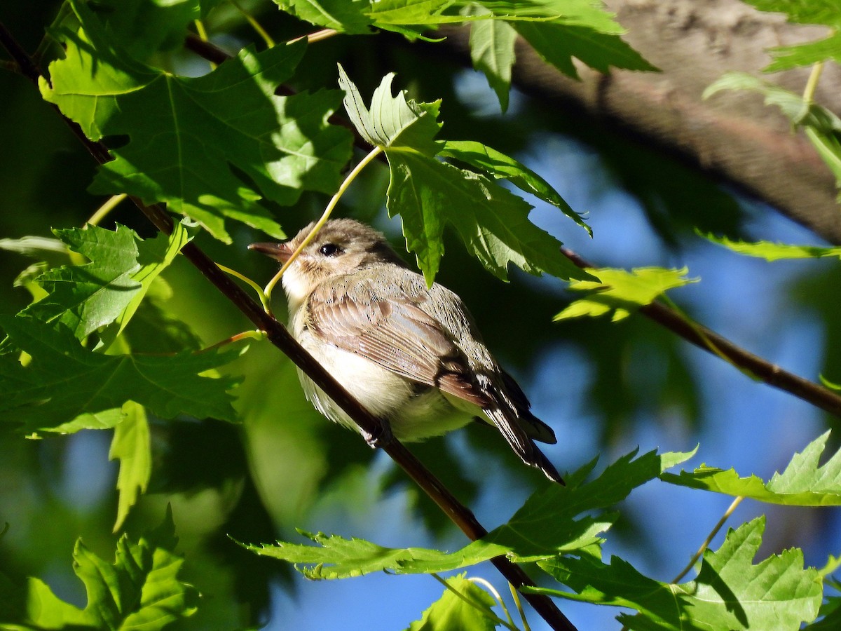 Warbling Vireo - Tom and/or Colleen Becker