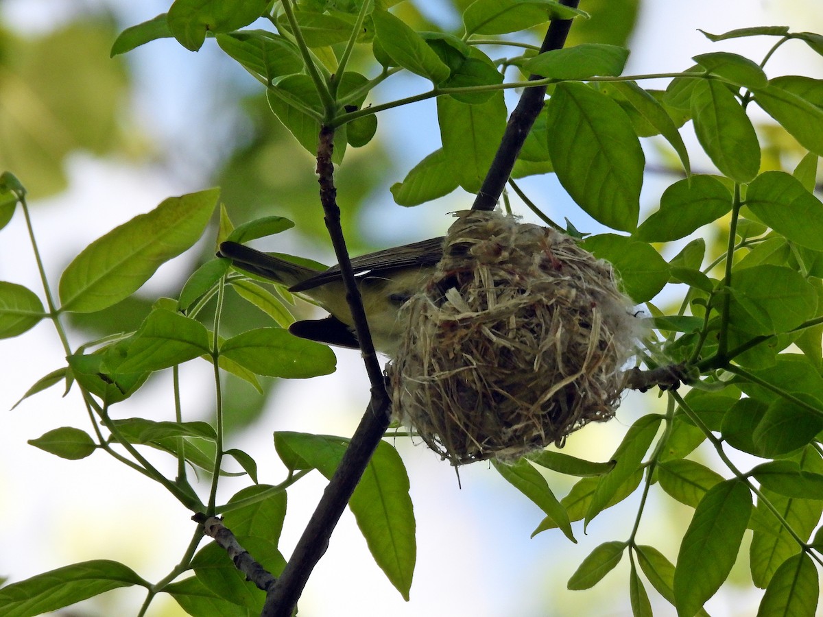 Warbling Vireo - Tom and/or Colleen Becker