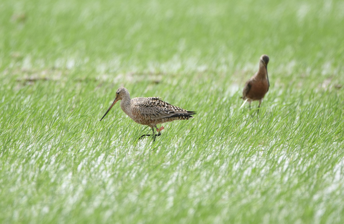 Hudsonian Godwit - Erik Johnson