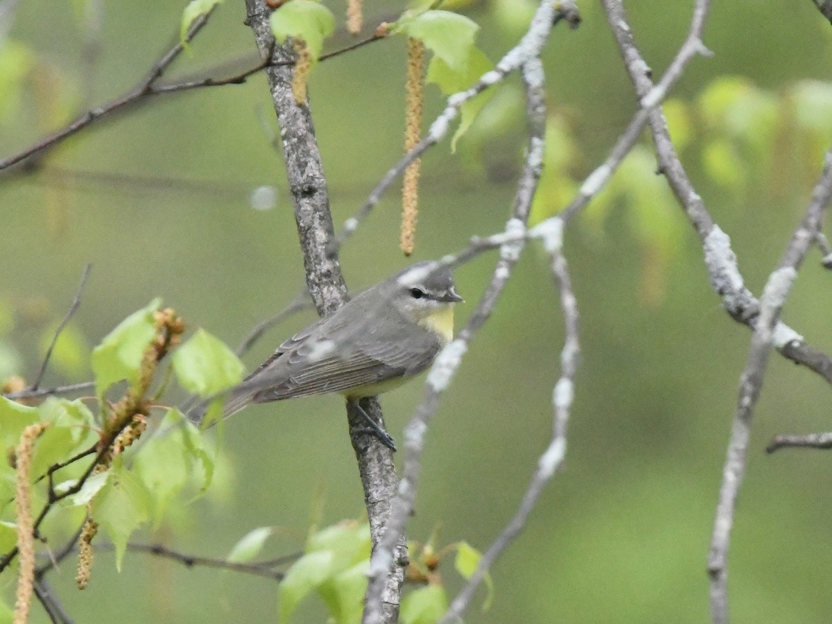 Philadelphia Vireo - ML619059861