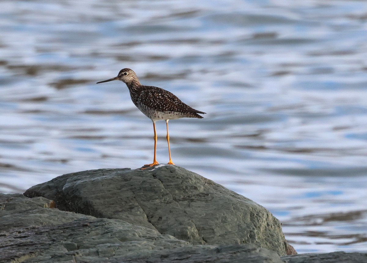 Greater Yellowlegs - Jean-Pierre Gagné