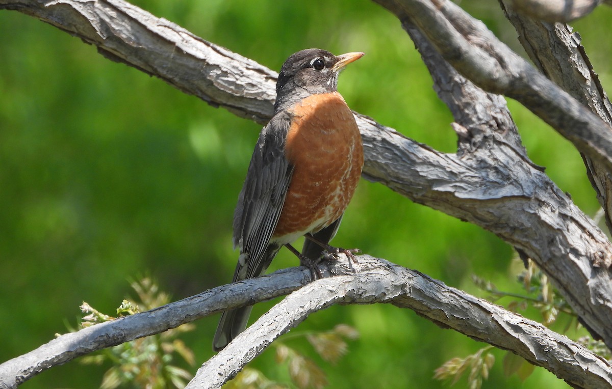 American Robin - Bonnie Heinecke