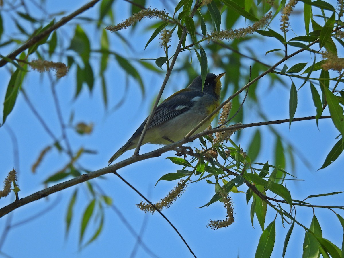 Northern Parula - Tom and/or Colleen Becker