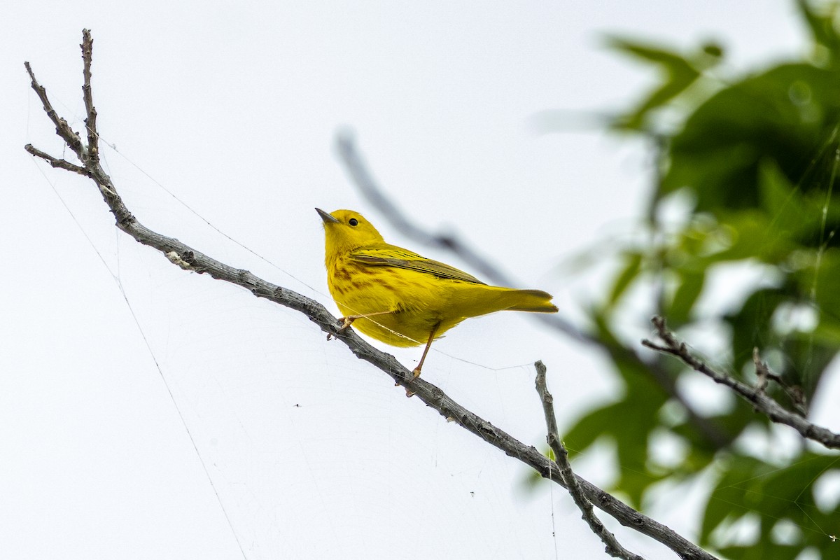 Yellow Warbler - Marshall Breedlove