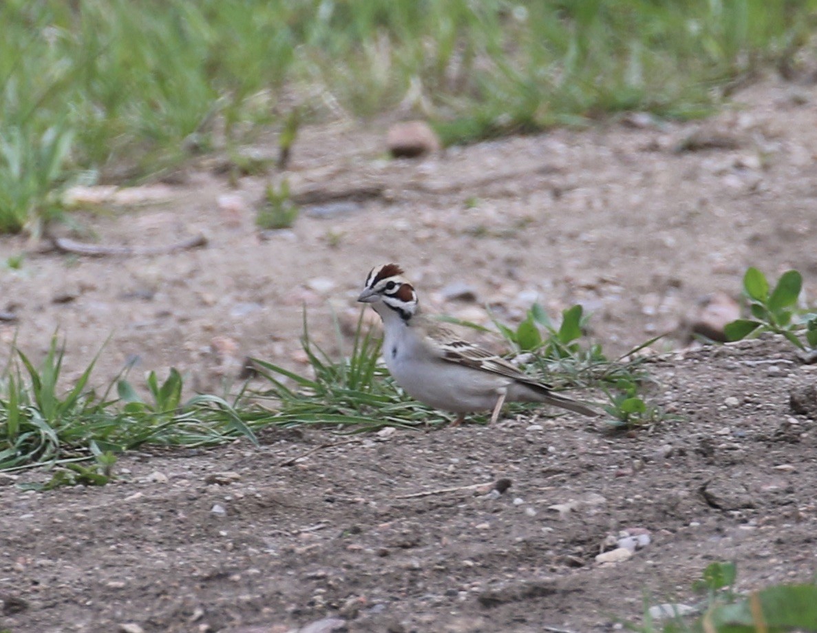 Lark Sparrow - Aaron Shipe