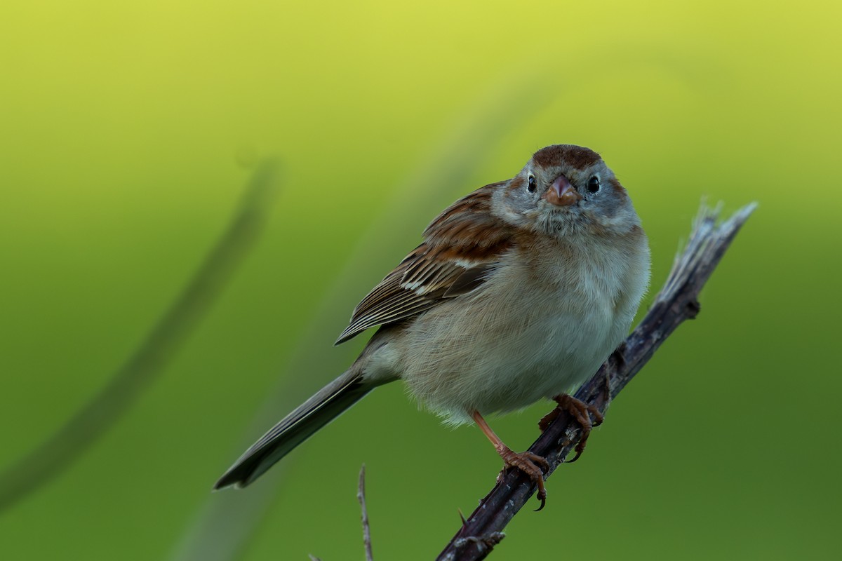 Field Sparrow - Grant Winter