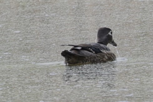 Wood Duck - Glenda Jones