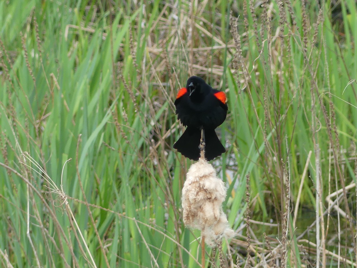 Red-winged Blackbird - claudine lafrance cohl