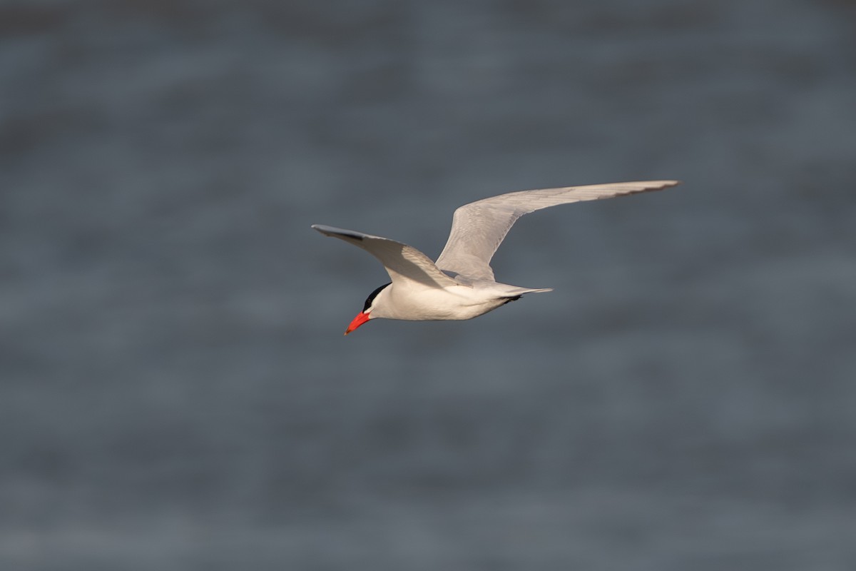 Caspian Tern - Adam Cunningham