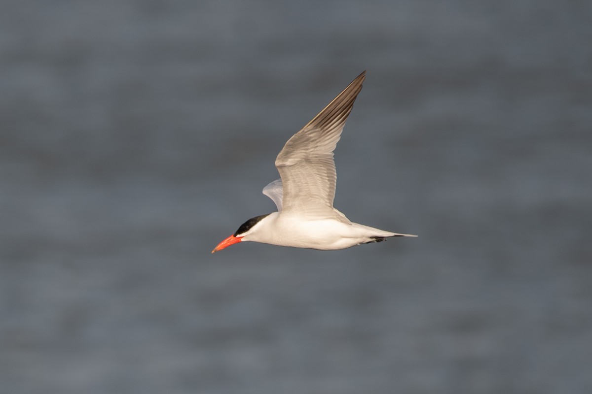 Caspian Tern - Adam Cunningham