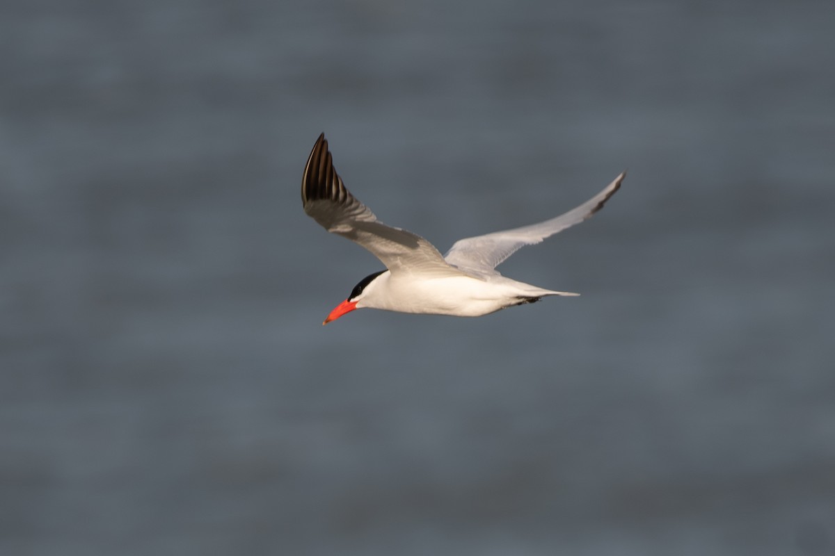 Caspian Tern - Adam Cunningham