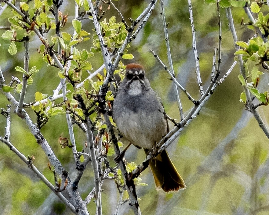 Green-tailed Towhee - Melody Serra