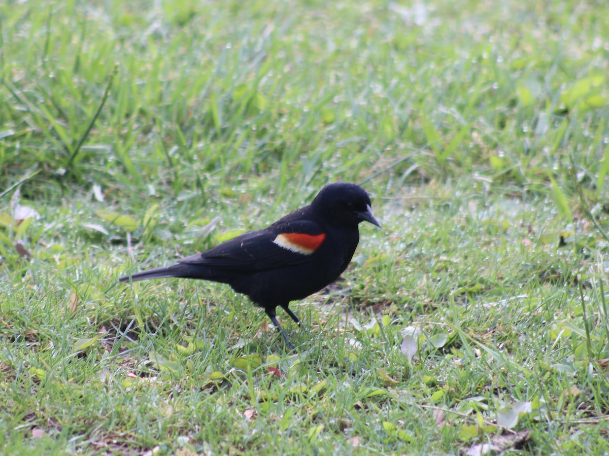 Red-winged Blackbird - ML619059971