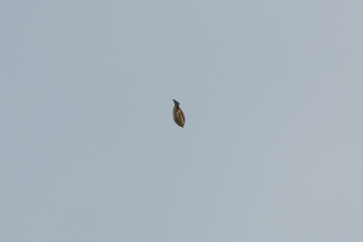 Blue Grosbeak - Adam Cunningham